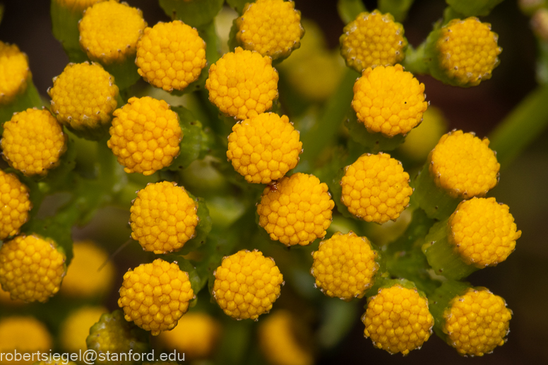 emily renzel wetlands